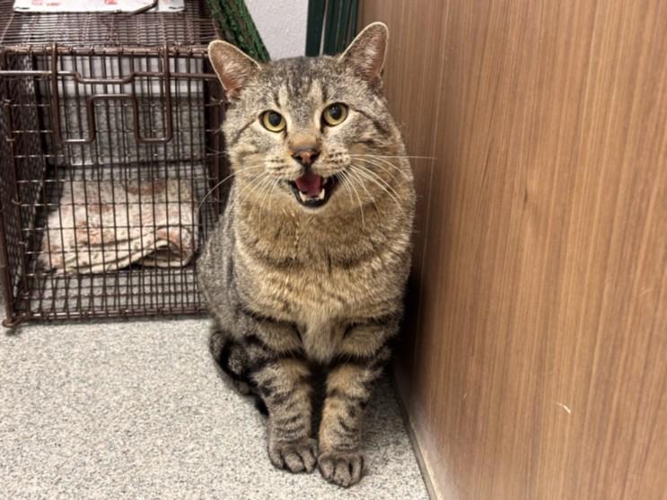 BASTILLE, Adoptable, Adult Male Domestic Short Hair.