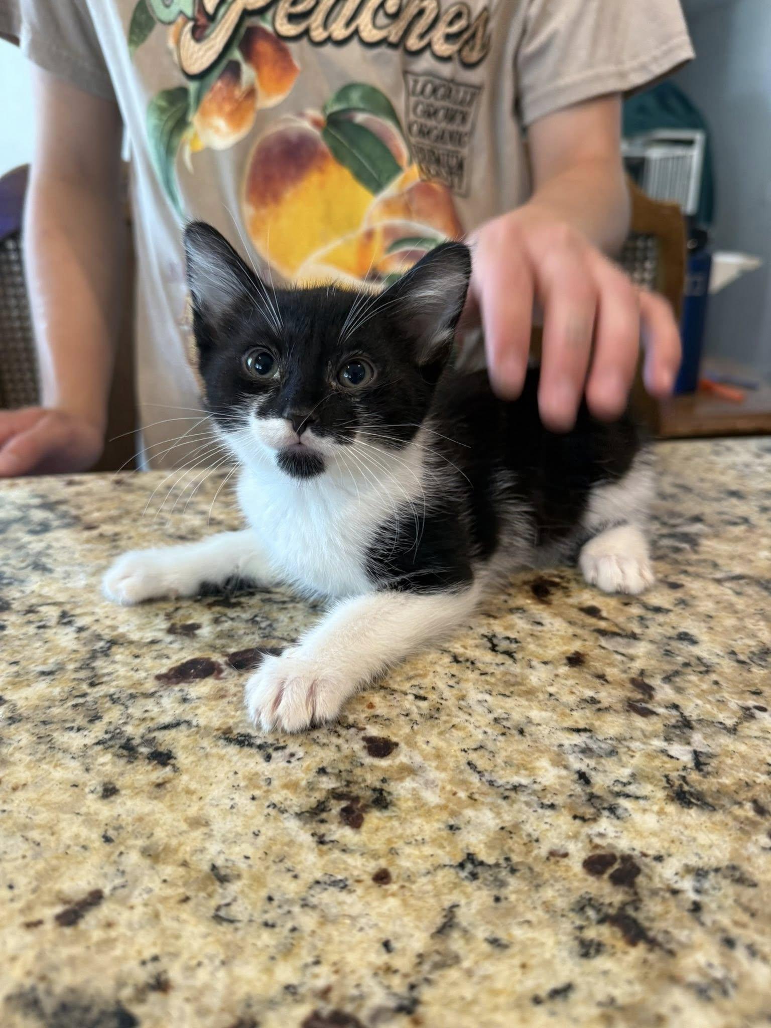 Kajii, Adoptable, Young Female Domestic Medium Hair.