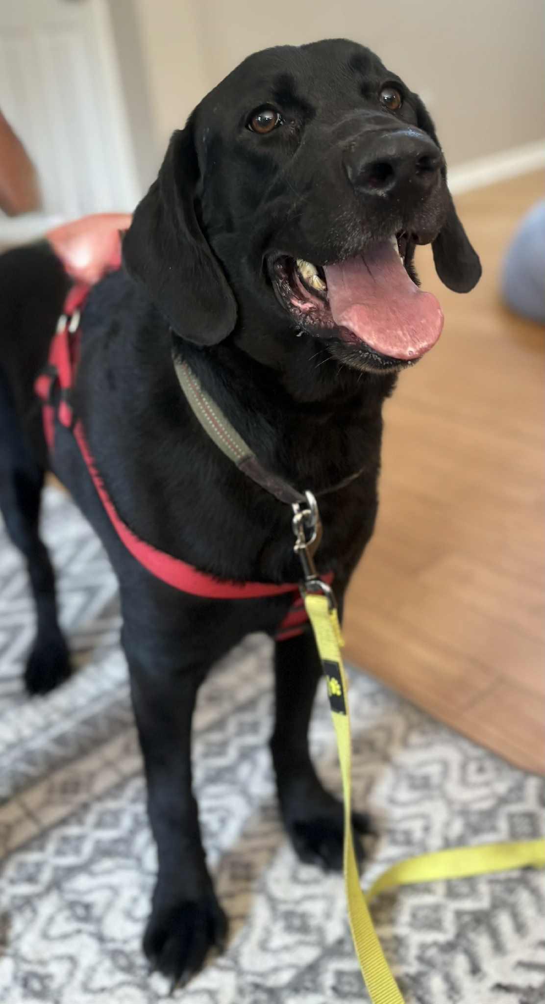 Yadi, a Adoptable Black Labrador Retriever in Pekin, IL image 4/6