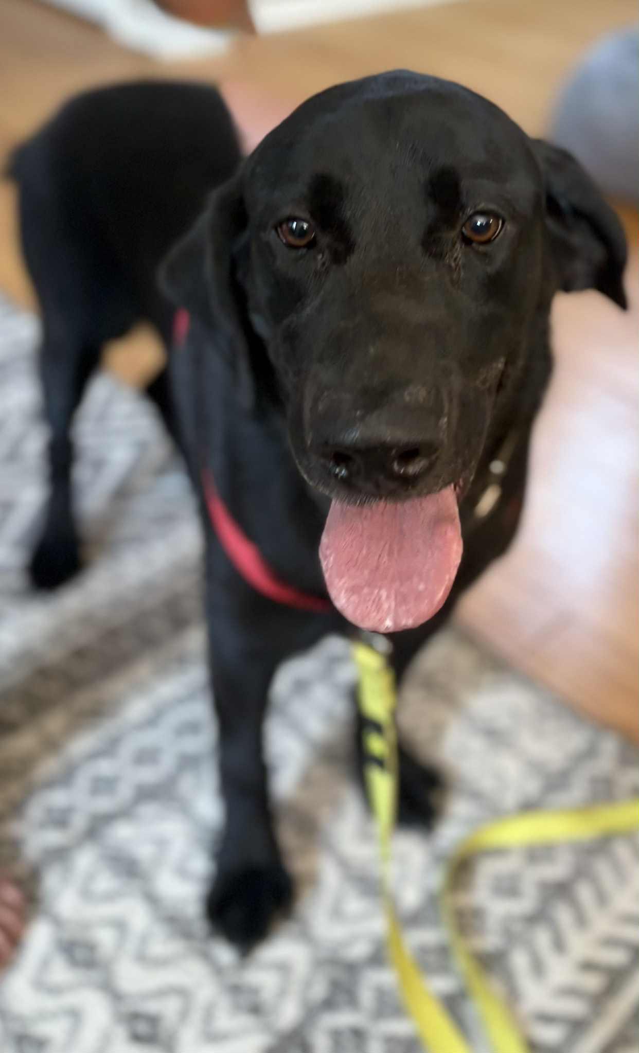Yadi, a Adoptable Black Labrador Retriever in Pekin, IL image 5/6