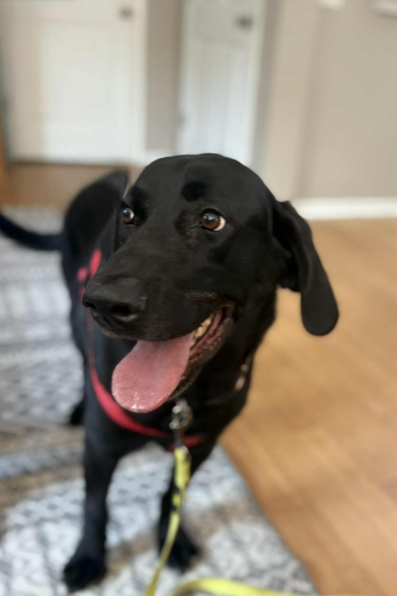 Yadi, Adoptable, Adult Male Black Labrador Retriever.