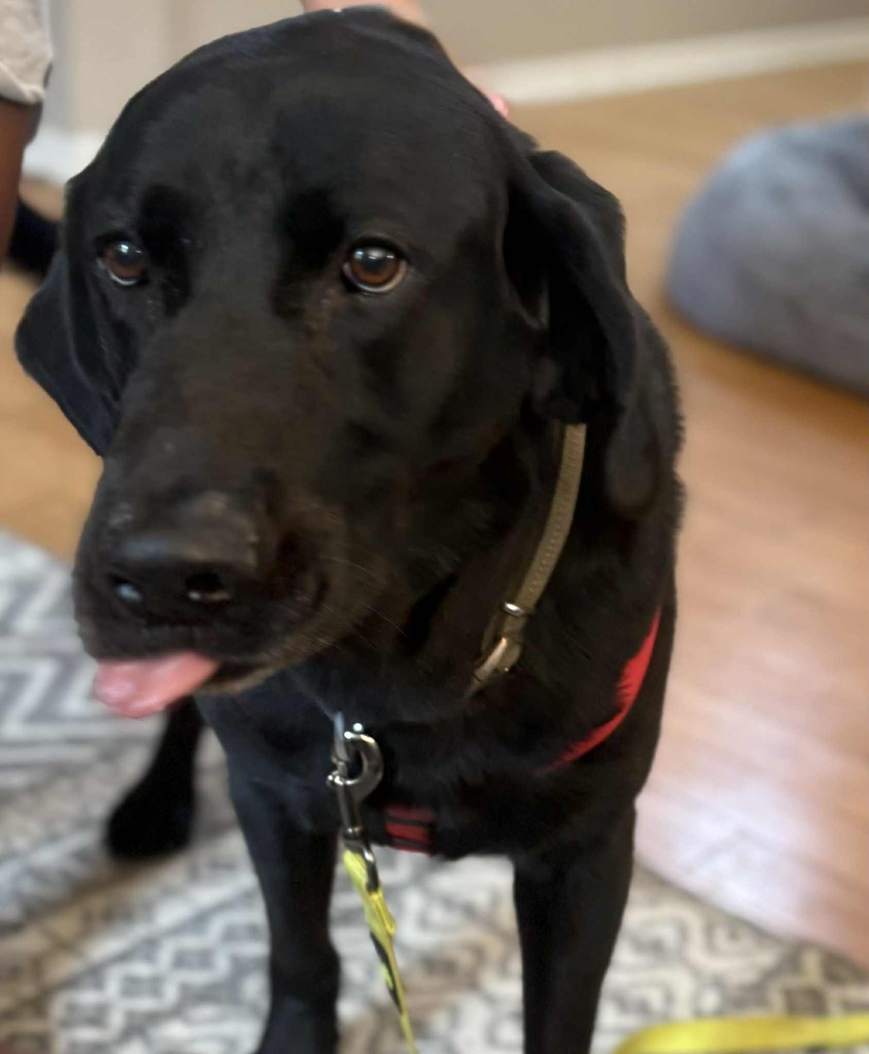 Yadi, a Adoptable Black Labrador Retriever in Pekin, IL image 3/6
