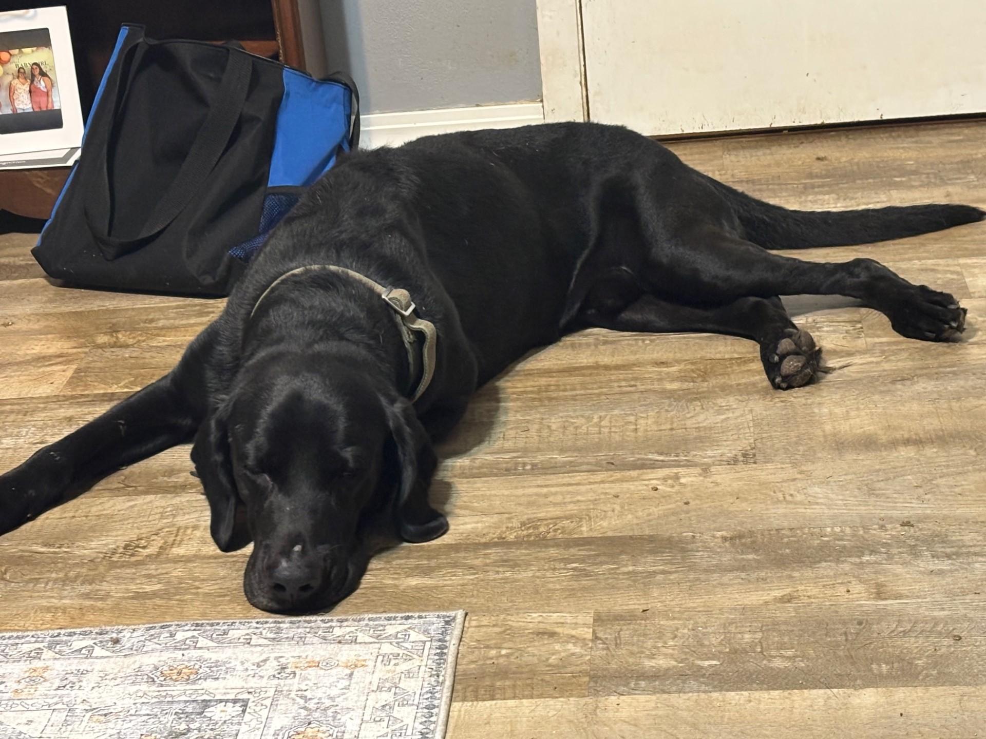 Yadi, a Adoptable Black Labrador Retriever in Pekin, IL image 2/6