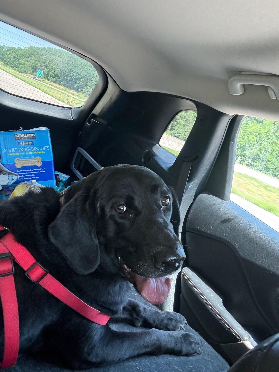 Yadi, a Adoptable Black Labrador Retriever in Pekin, IL image 6/6