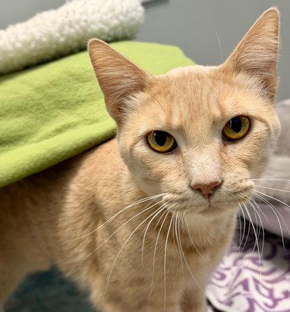 Enlarge Freddie, a Adoptable mixed breed in Sacramento, CA image 2/3