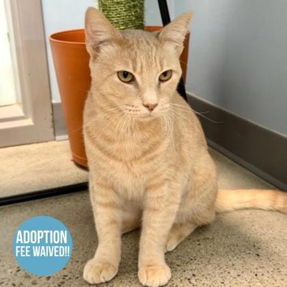 Enlarge Freddie, a Adoptable mixed breed in Sacramento, CA image 1/3