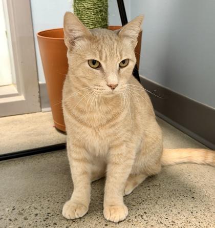 Enlarge Freddie, a Adoptable mixed breed in Sacramento, CA image 3/3