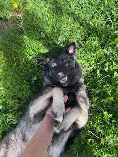 Mukwa, ADOPTABLE, Young Female Keeshond & German Shepherd Dog.