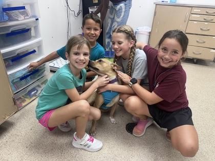 Enlarge Lisa, a Adoptable Black Mouth Cur in Bryan, TX image 1/3