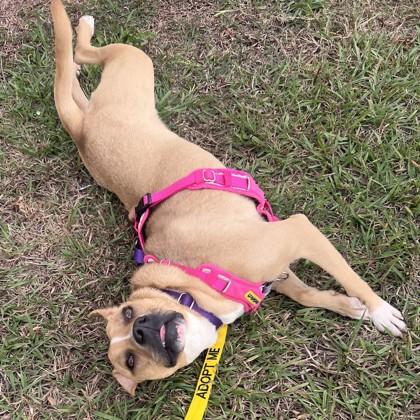 Enlarge Lisa, a Adoptable Black Mouth Cur in Bryan, TX image 2/3