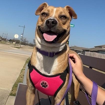 Enlarge Lisa, a Adoptable Black Mouth Cur in Bryan, TX image 3/3
