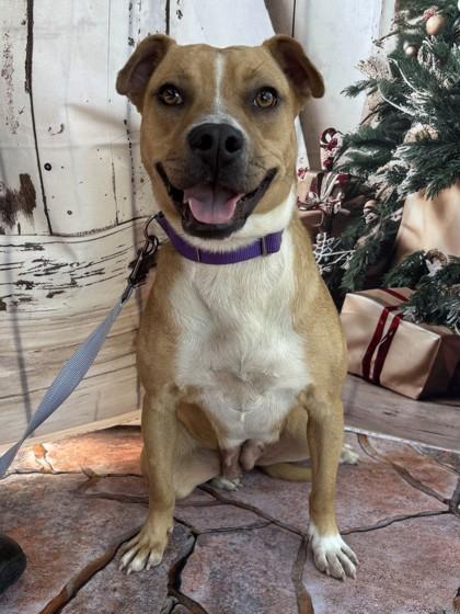 Enlarge Lisa, a Adoptable Black Mouth Cur in Bryan, TX image 1/3