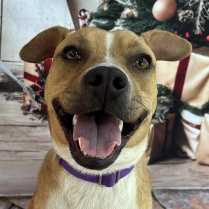 Enlarge Lisa, a Adoptable Black Mouth Cur in Bryan, TX image 2/3