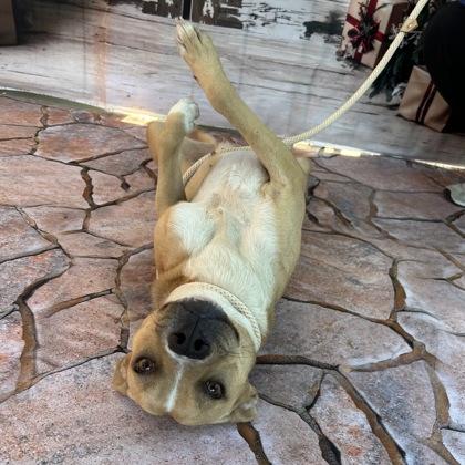 Enlarge Lisa, a Adoptable Black Mouth Cur in Bryan, TX image 3/3