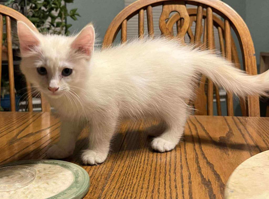 Orange Fizz, Adopted, Kitten Male Siamese.