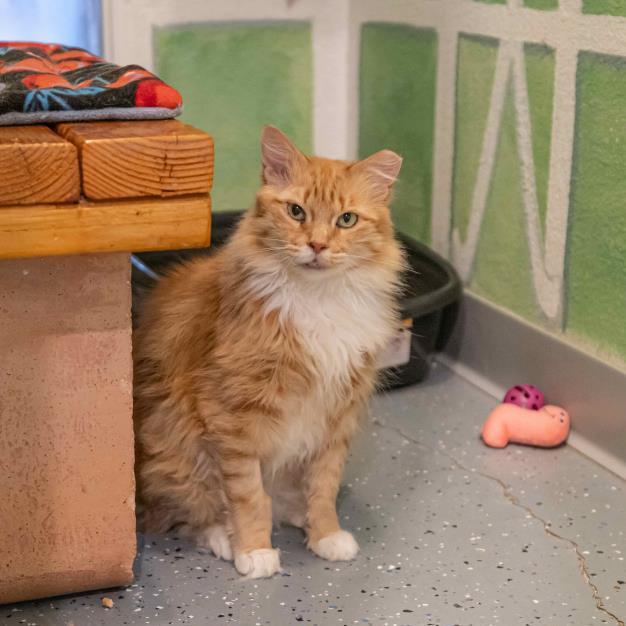 Spot KCF, Adoptable, Adult Female Domestic Short Hair.