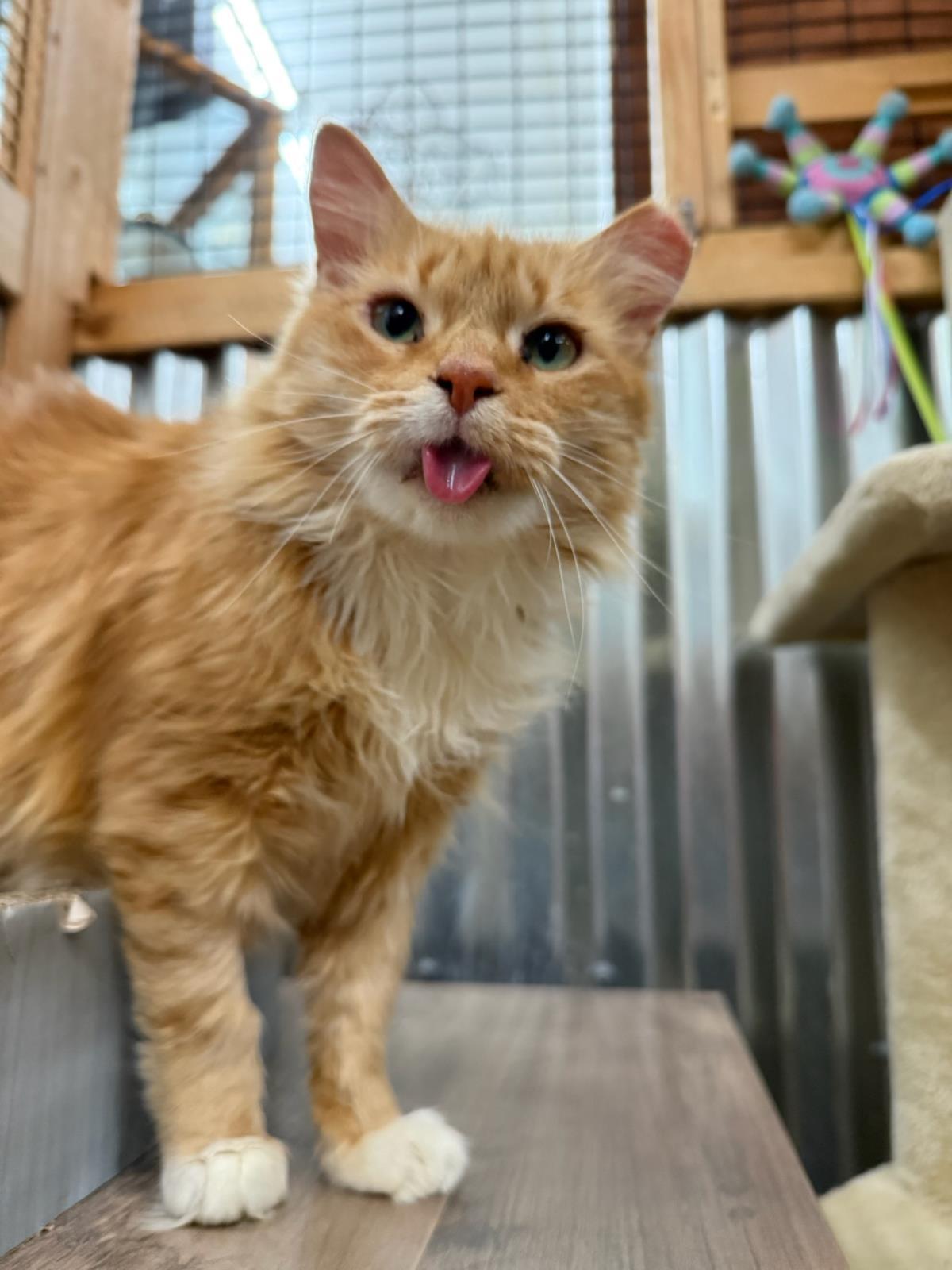 Enlarge Spot KCF, a Adoptable mixed breed in Lincoln, CA image 3/3