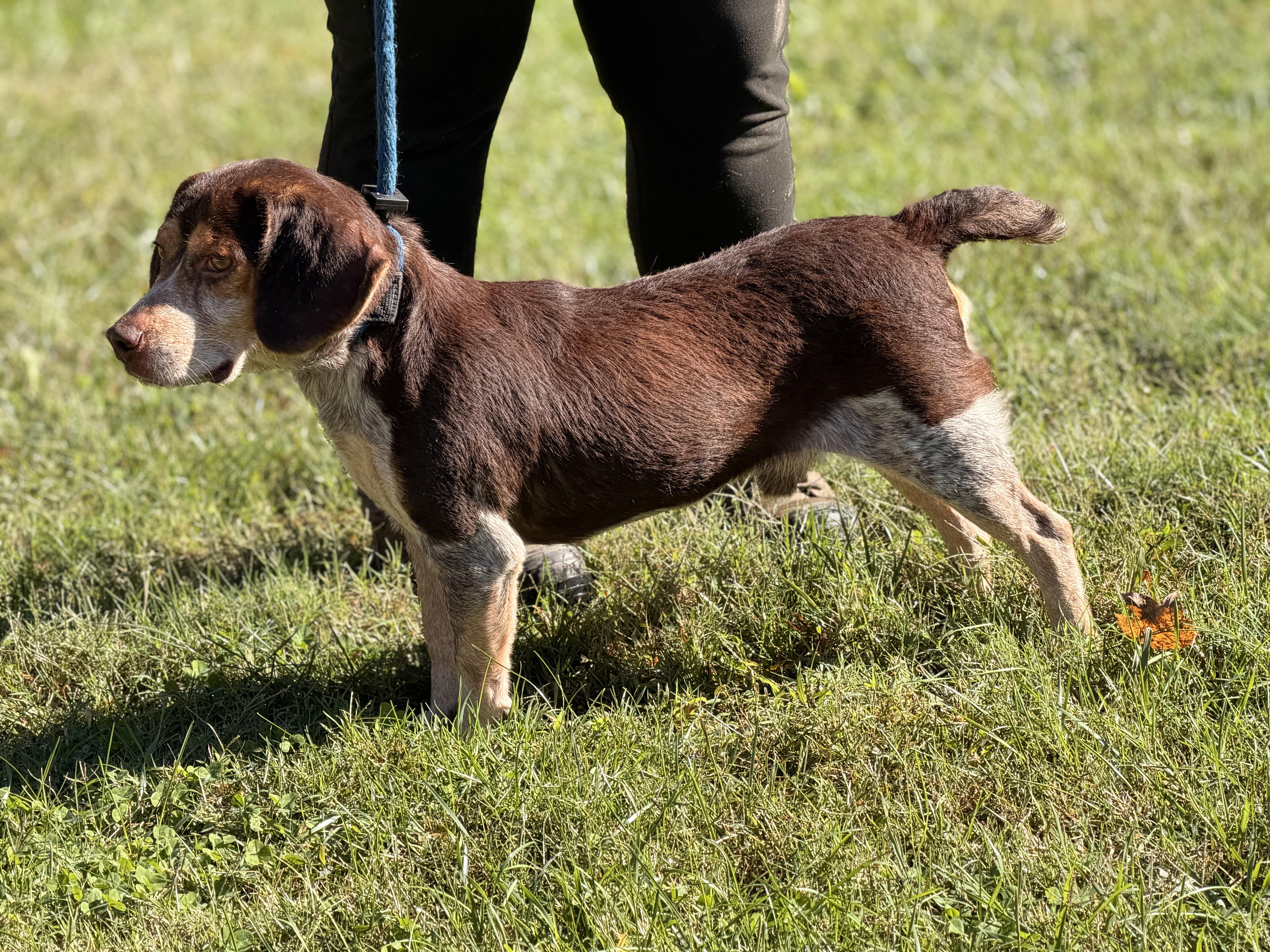 Enlarge Scuttlebutt, a Adoptable Beagle in Richmond, VA image 2/6