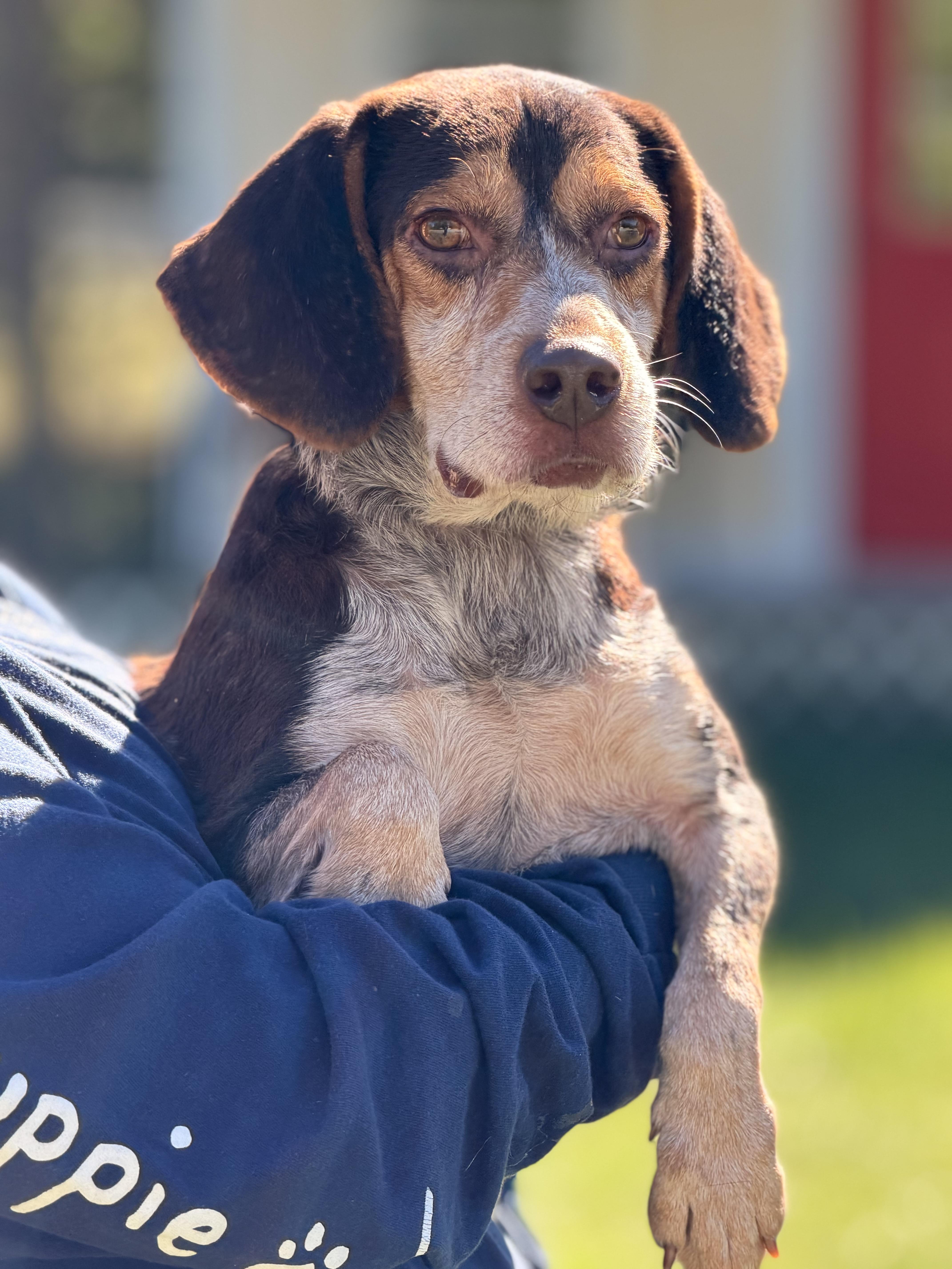 Enlarge Scuttlebutt, a Adoptable Beagle in Richmond, VA image 4/6