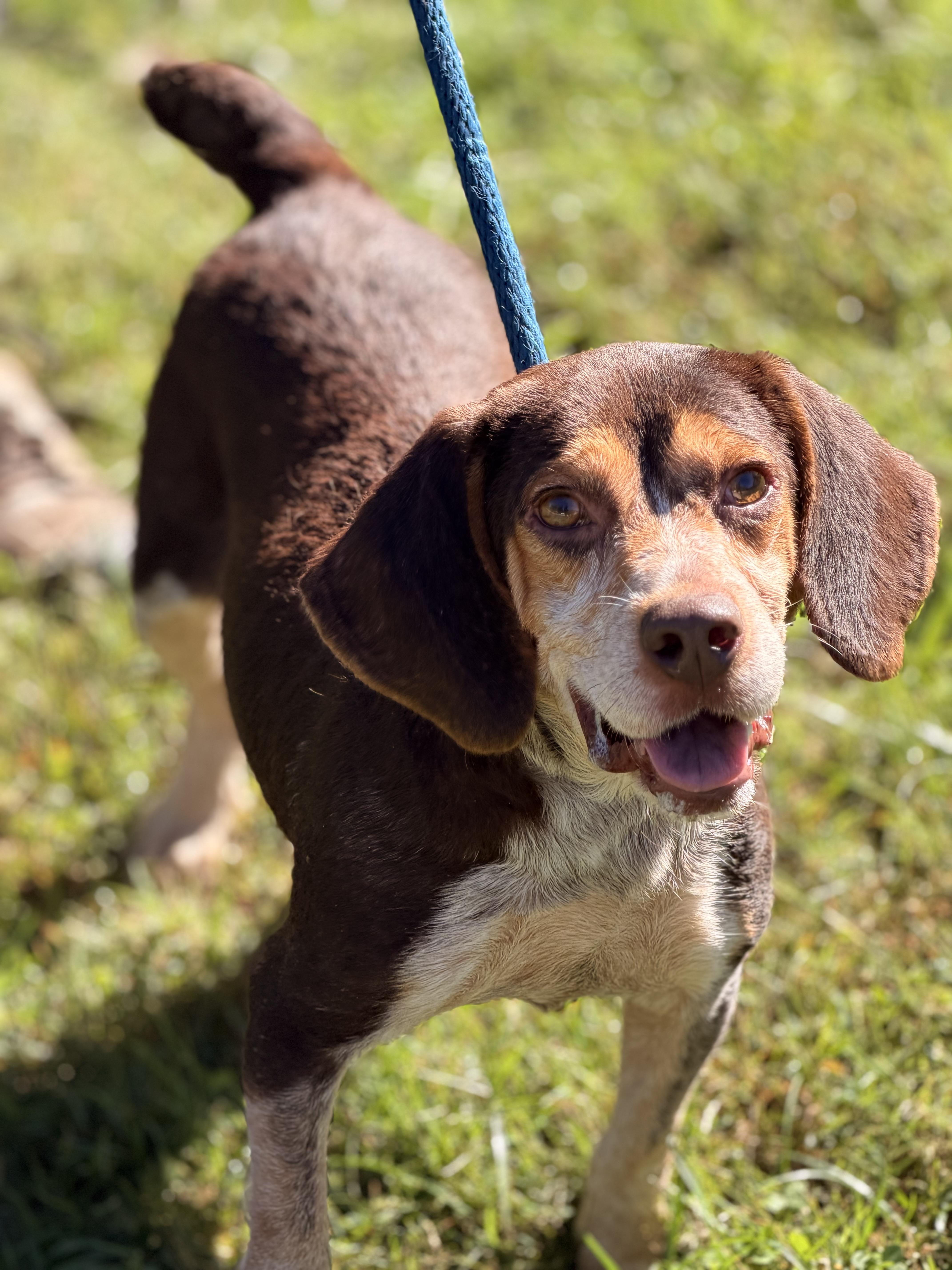 Enlarge Scuttlebutt, a Adoptable Beagle in Richmond, VA image 1/6