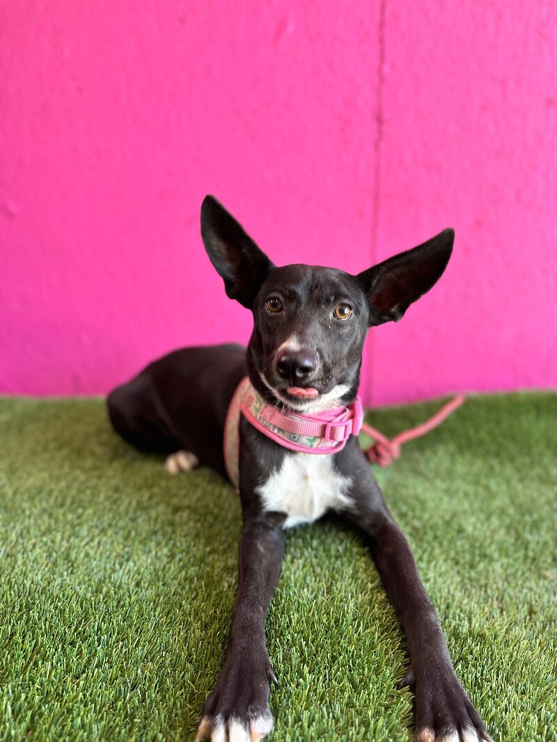 Dog for adoption Amber, a Labrador Retriever & Rat Terrier Mix in