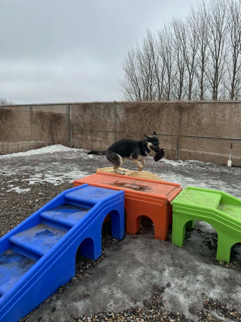 Enlarge Dom, a Adoptable mixed breed in Grand Forks, ND image 1/6