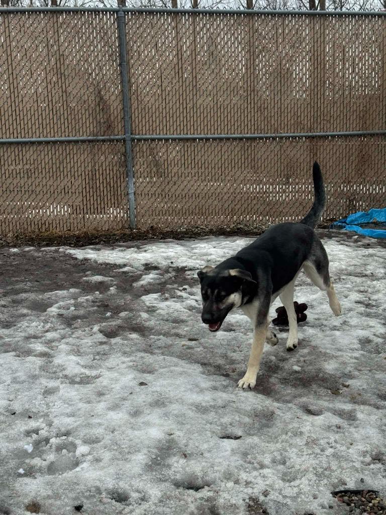 Enlarge Dom, a Adoptable mixed breed in Grand Forks, ND image 5/6