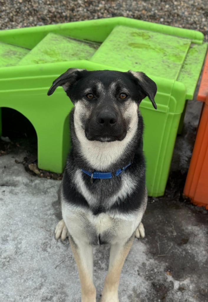 Enlarge Dom, a Adoptable mixed breed in Grand Forks, ND image 6/6