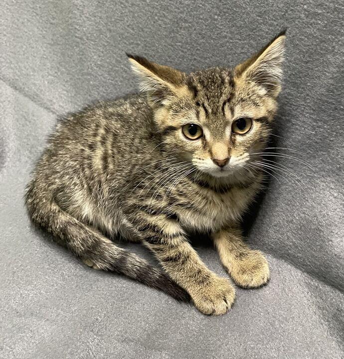 Enlarge Mufasa, a ADOPTABLE Domestic Short Hair in Jackson, MI image 1/3