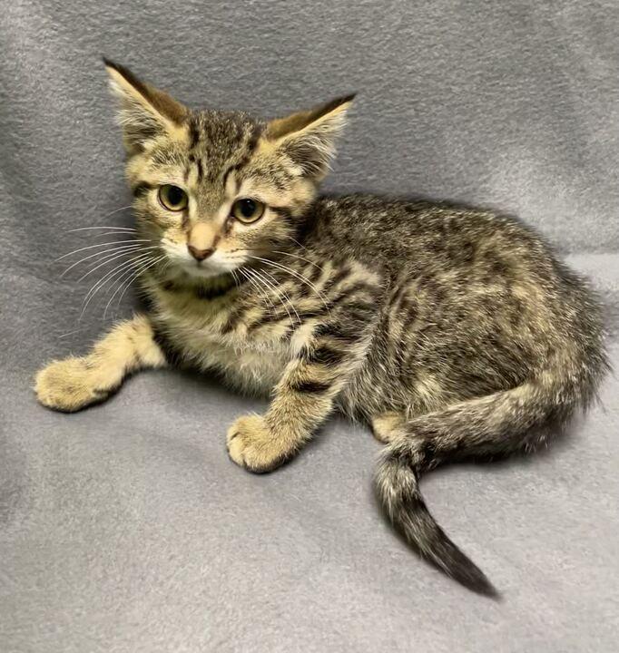 Enlarge Mufasa, a ADOPTABLE Domestic Short Hair in Jackson, MI image 3/3