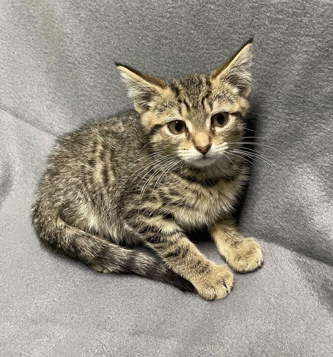Enlarge Mufasa, a ADOPTABLE Domestic Short Hair in Jackson, MI image 2/3