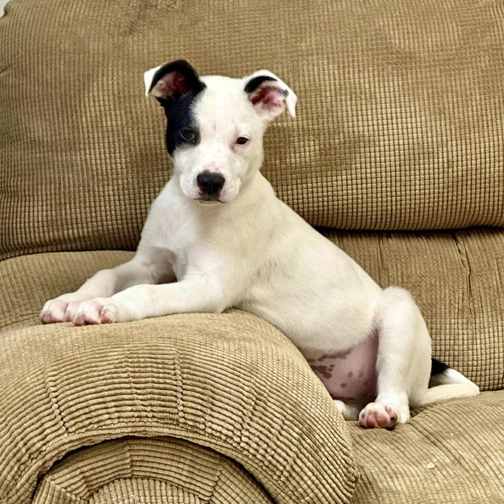 Enlarge Sagittarius, a Adoptable Mixed Breed in Huntsville, AL image 1/2