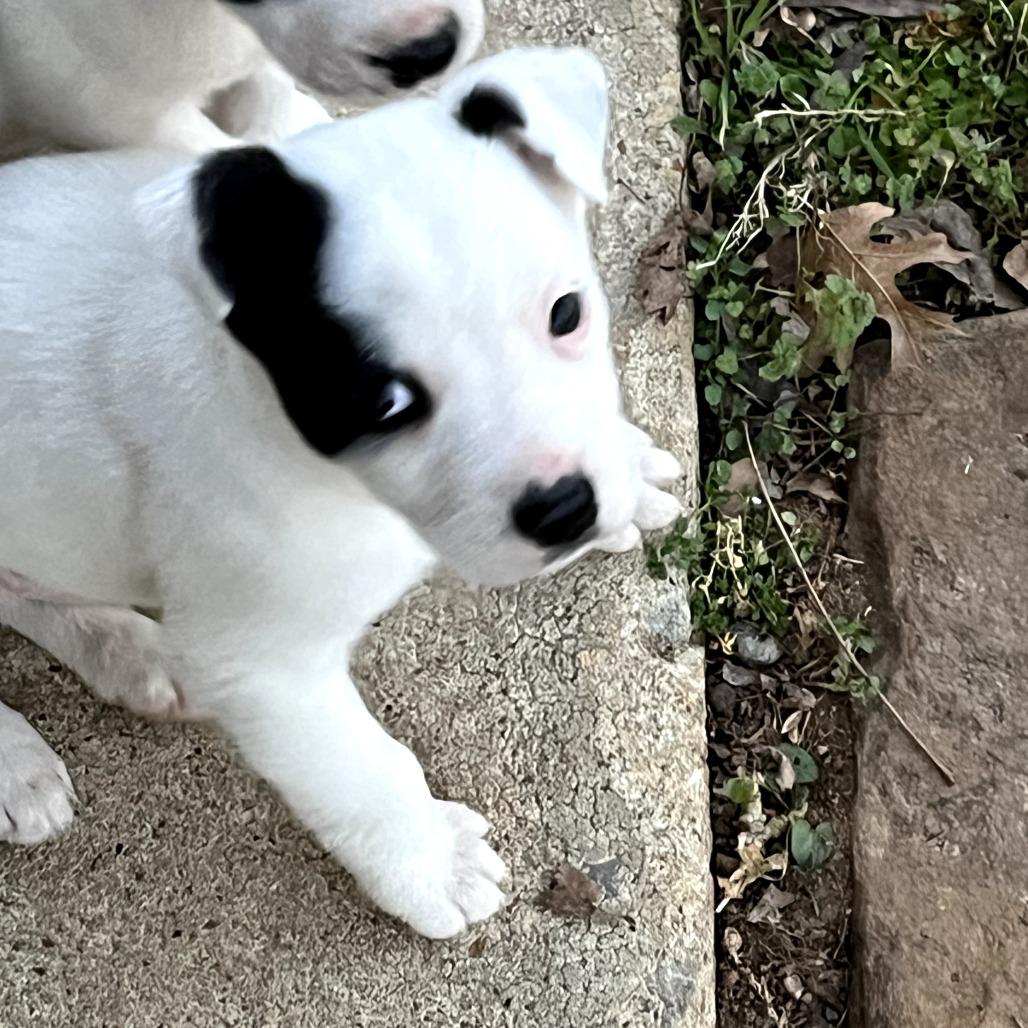 Enlarge Sagittarius, a Adoptable Mixed Breed in Huntsville, AL image 2/2