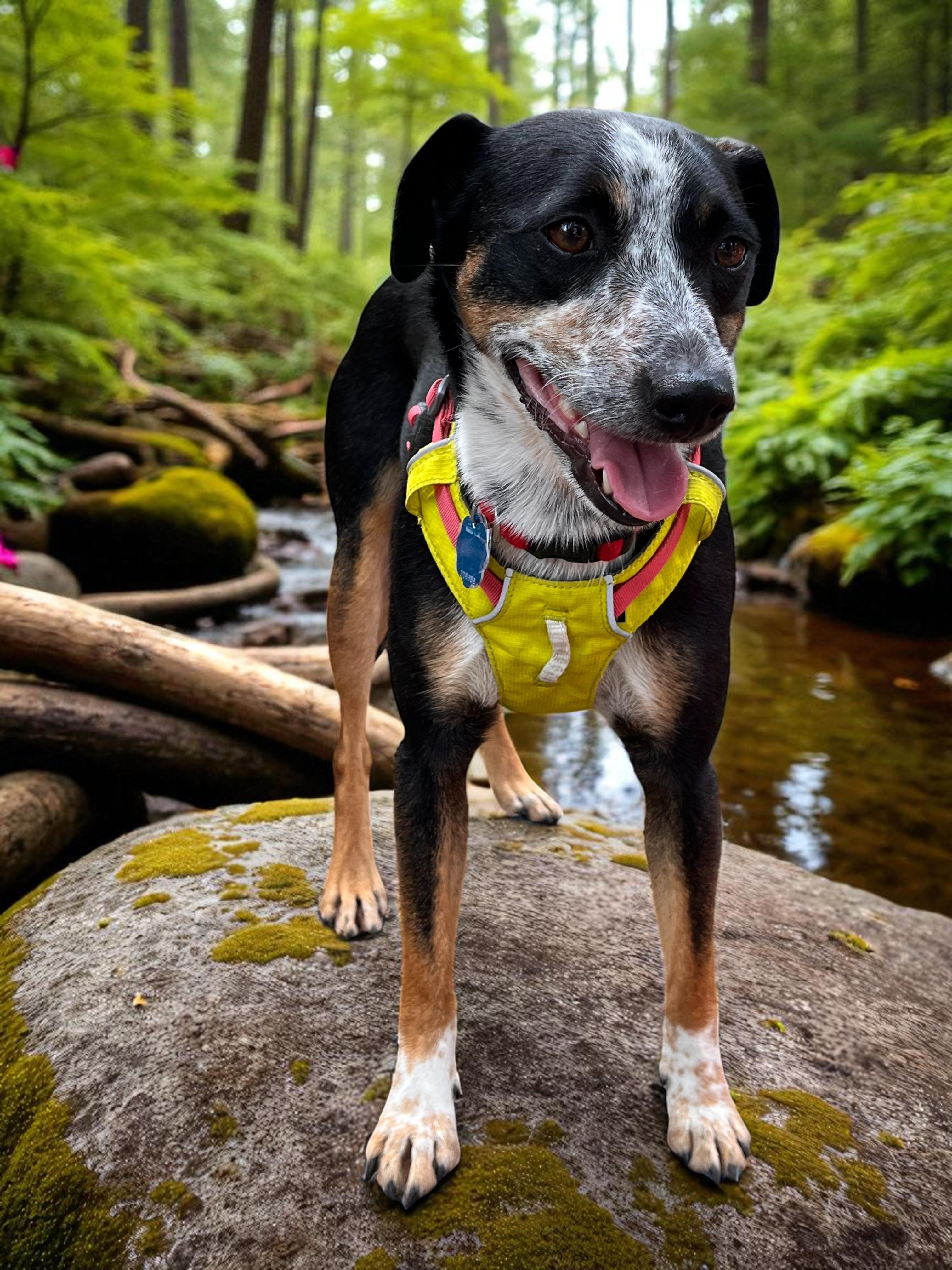 Archie photo 3