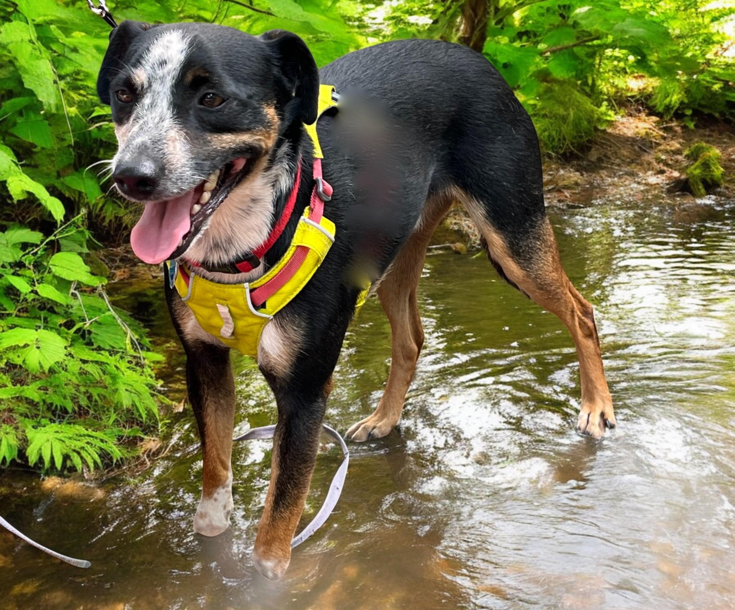 Archie photo 2