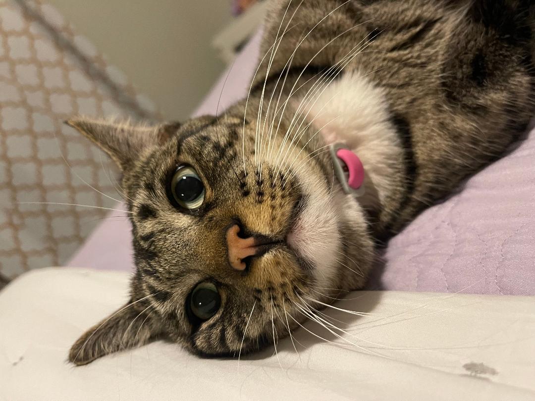 Loki, a Adoptable Domestic Short Hair in Oceanside, CA image 1/6