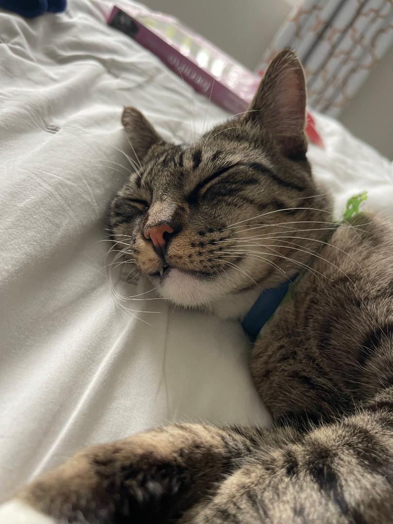 Loki, a Adoptable Domestic Short Hair in Oceanside, CA image 2/6