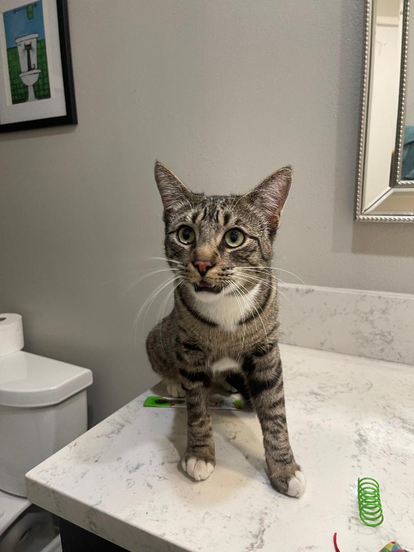 Loki, a Adoptable Domestic Short Hair in Oceanside, CA image 3/6