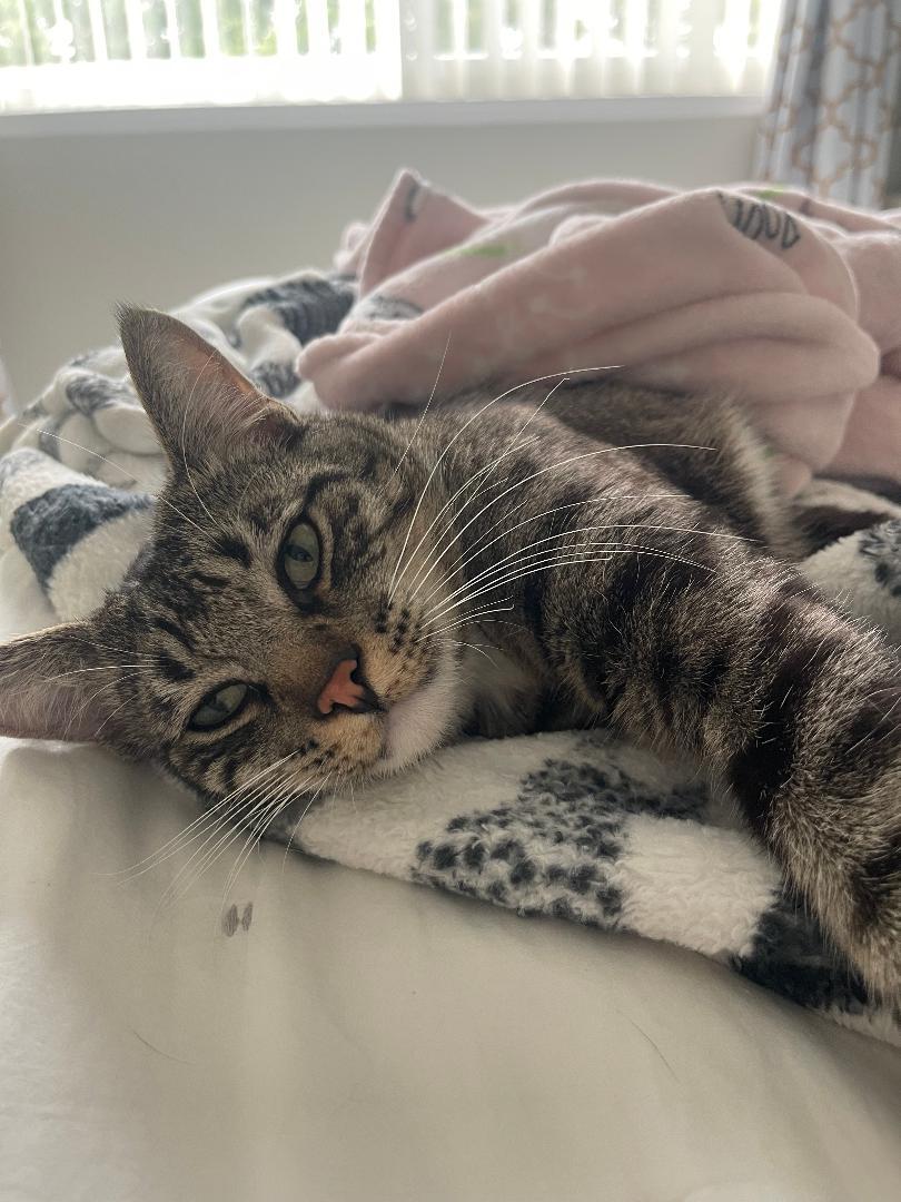 Loki, a Adoptable Domestic Short Hair in Oceanside, CA image 4/6