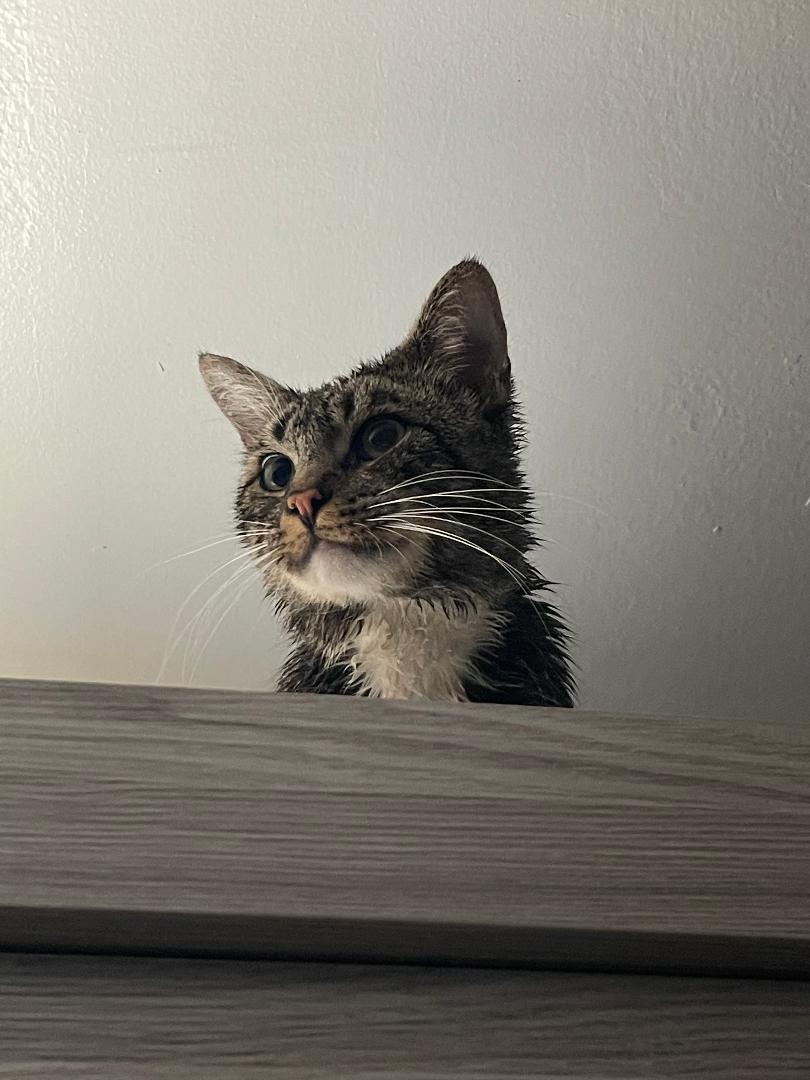 Loki, a Adoptable Domestic Short Hair in Oceanside, CA image 5/6