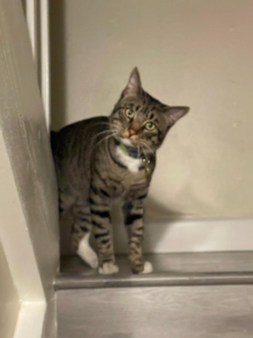 Loki, a Adoptable Domestic Short Hair in Oceanside, CA image 6/6