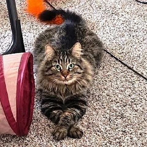 Oscar, ADOPTABLE, Adult Male Maine Coon & Tabby.