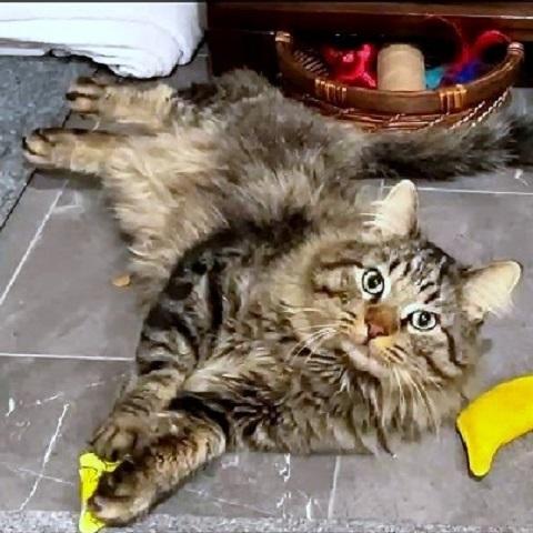 Enlarge Oscar, a ADOPTABLE mixed breed in Salt Lake City, UT image 2/2