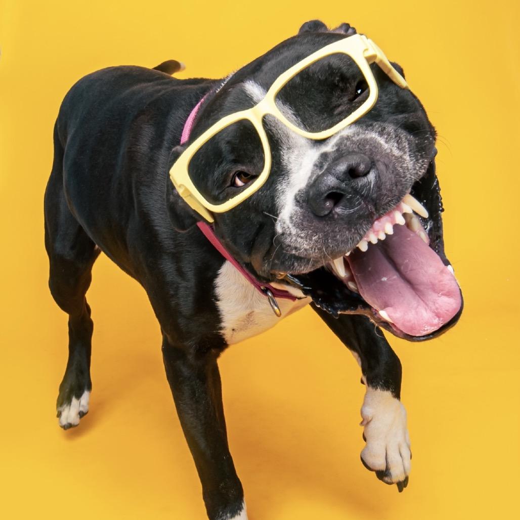 Cheeseboard, a ADOPTABLE Mixed Breed in Medford, NY image 1/4