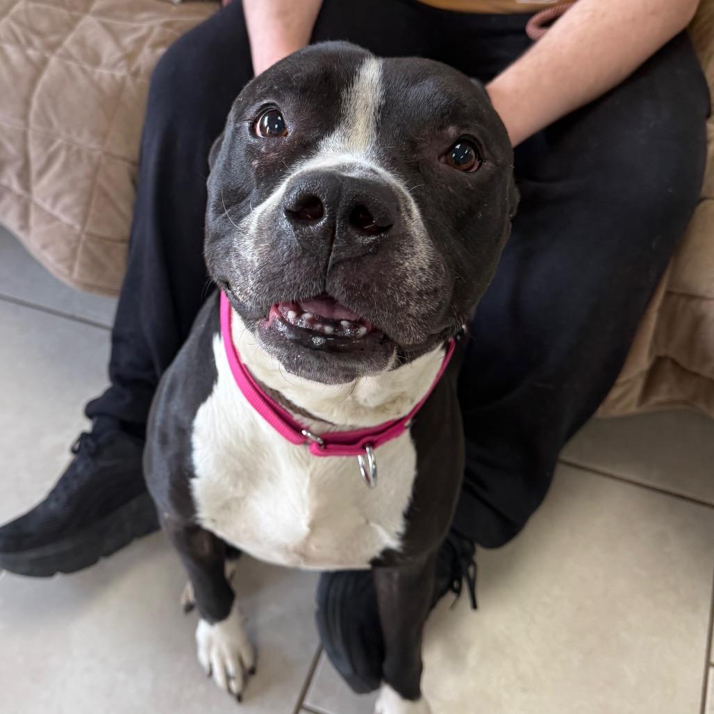 Cheeseboard, a ADOPTABLE Mixed Breed in Medford, NY image 3/4