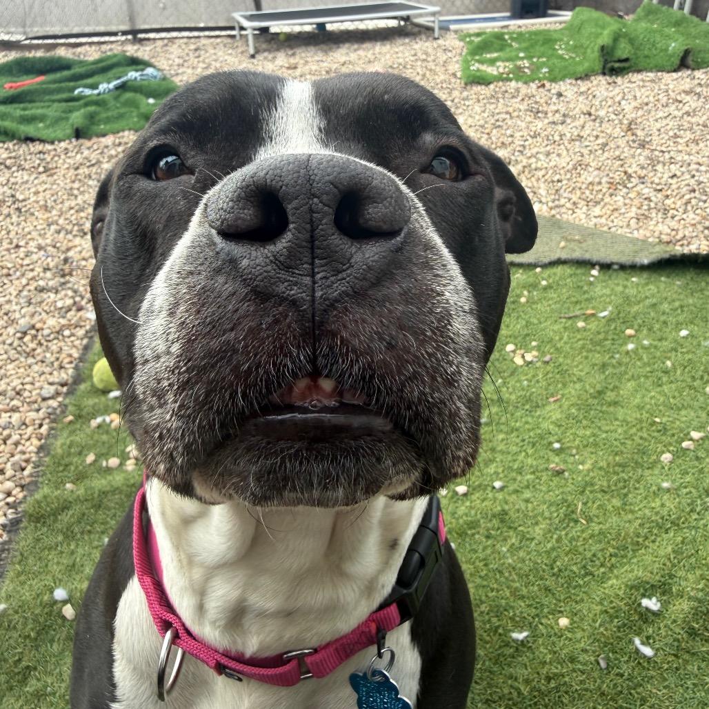 Cheeseboard, a ADOPTABLE Mixed Breed in Medford, NY image 2/4