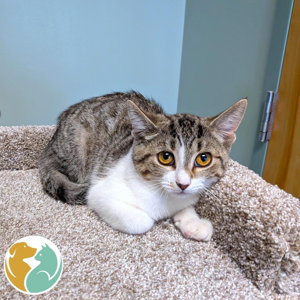 Perry (Bonded), Adoptable, Young Female Domestic Short Hair.