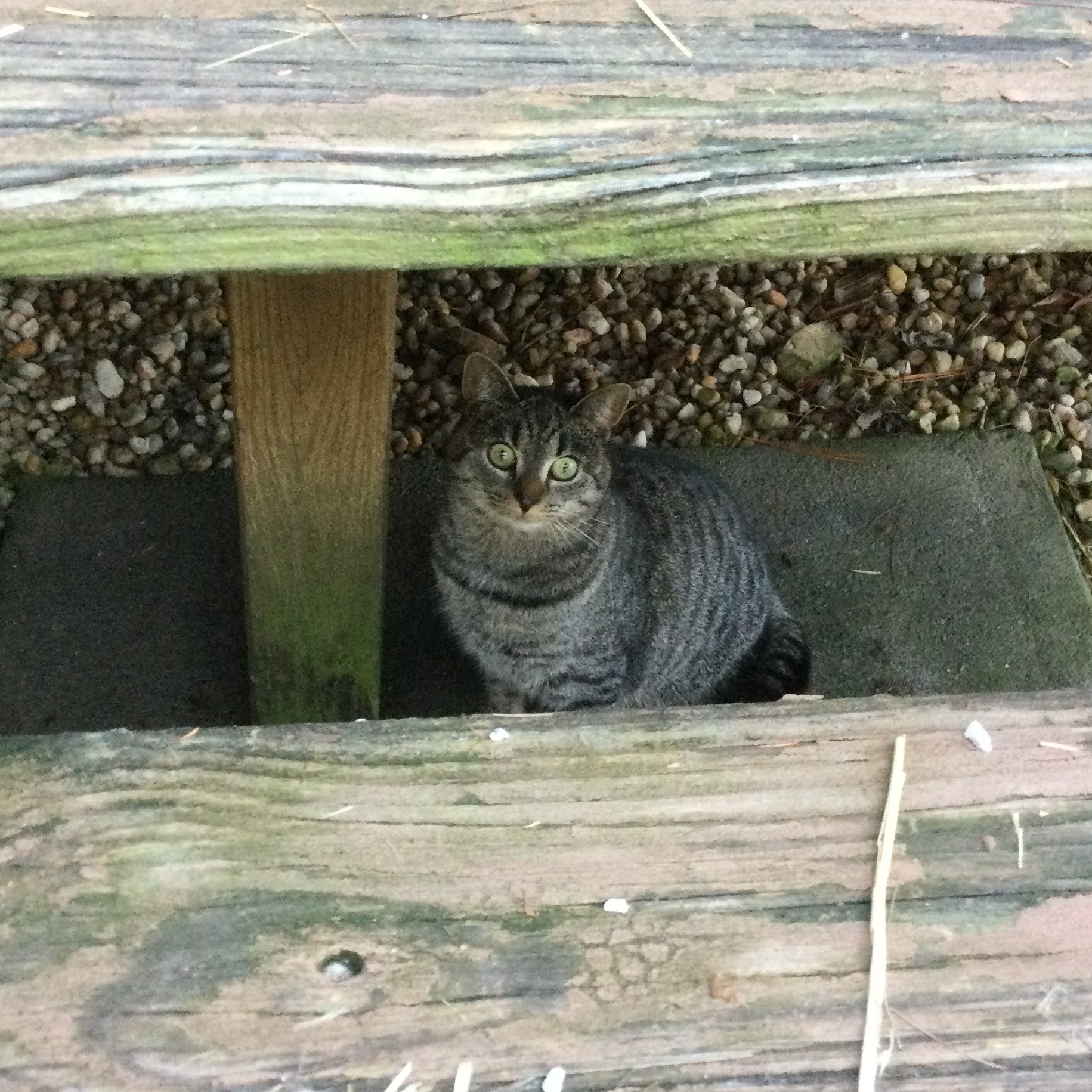 Dorrie, a Adoptable Tabby in Bristol, TN image 2/5