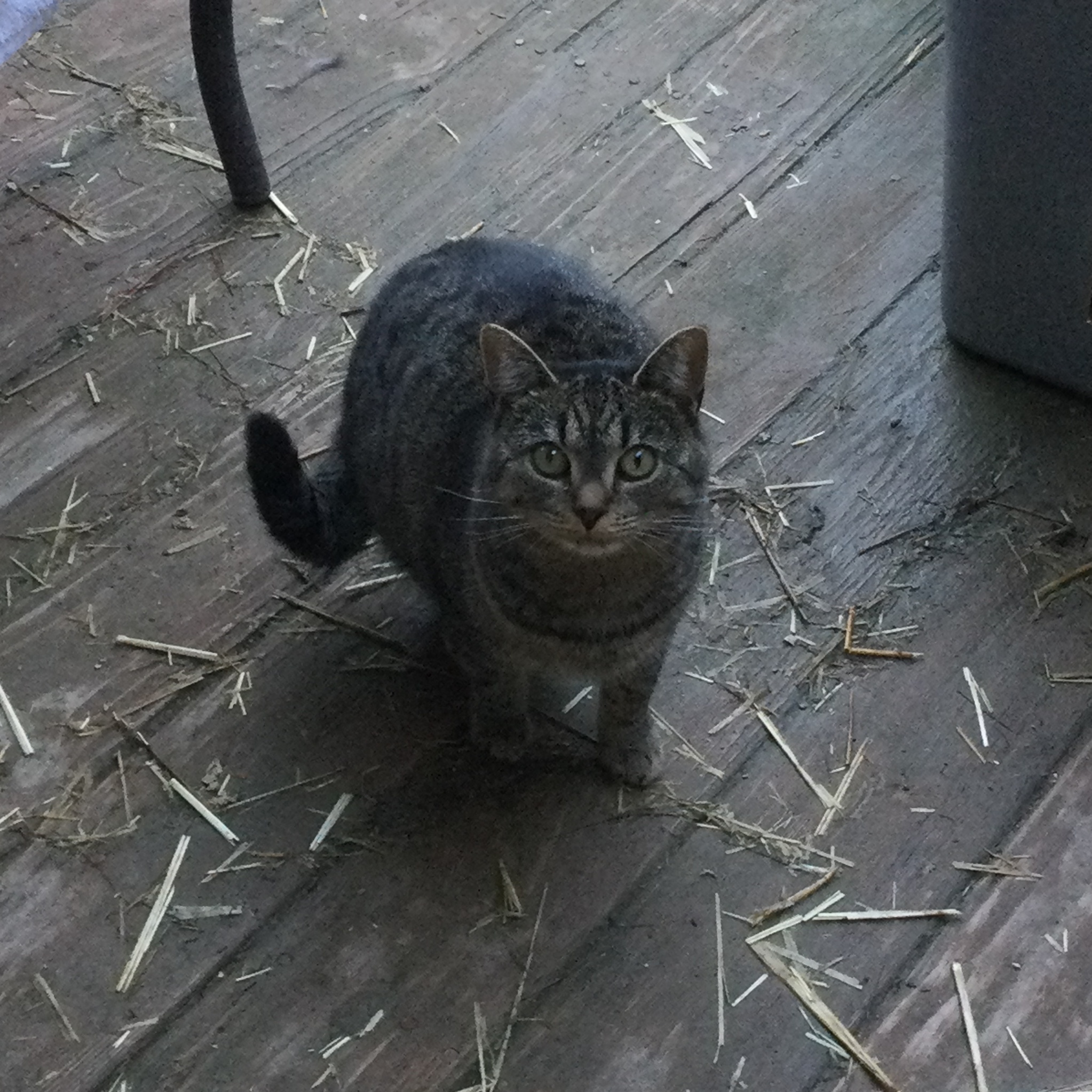 Dorrie, a Adoptable Tabby in Bristol, TN image 3/5