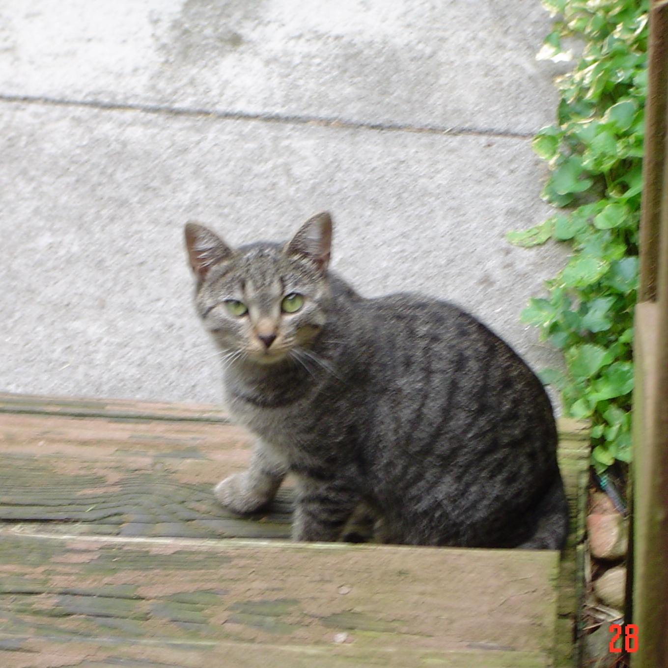 Dorrie, a Adoptable Tabby in Bristol, TN image 4/5